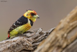 Crested Barbet