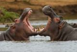 Hippo fight 