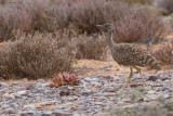 Karoo Bustard 