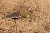 Red-crested Bustard 