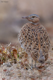 Red-crested Bustard
