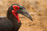 Southern Ground-hornbill 