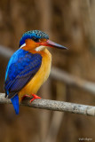 Madagascar Kingfisher 