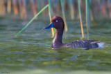 Madagascar Pochard