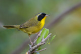 Bahama Yellowthroat  