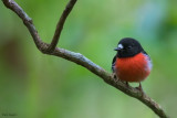 Pacific Robin