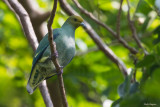 Tanna Fruit-dove 