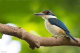 Pacific (Collared) Kingfisher