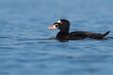 Surf Scoter