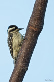 Sunda Pygmy Woodpecker 