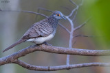 Barred Dove