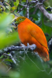 Orange Dove 