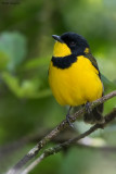 Fiji Whistler