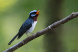 Azure-crested Flycatcher