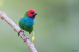 Fiji Parrotfinch