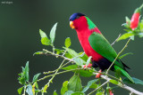 Collared Lory