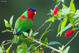 Collared Lory 