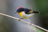 Orange-breasted Myzomela