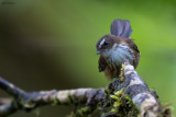 Taveuni Streaked Fantail 