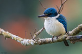 Collared Kingfisher 