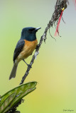 Vanikoro Flycatcher