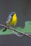 Bahama Warbler