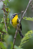 Bahama Warbler 