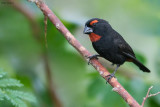 Greater Antillean Bullfinch