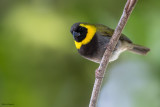 Cuban Grassquit