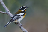 Western Spindalis