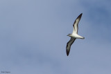 Barau's Petrel