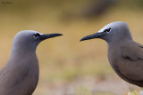 Brown Noddy