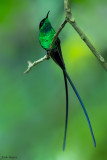 Black-billed Streamertail