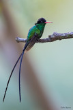 Red-billed Streamertail 