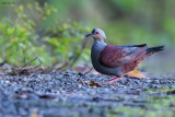 Crested Quail-dove