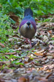 Crested Quail-dove 
