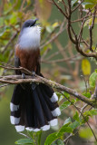 Chestnut-bellied Cuckoo
