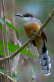 Jamaican Lizard-cuckoo 