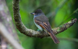 Rufous-tailed Flycatcher