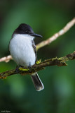 Loggerhead Kingbird 