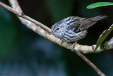 Arrowhead Warbler 