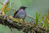 White-eyed Thrush 