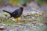 White-chinned Thrush