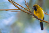 Jamaican Oriole