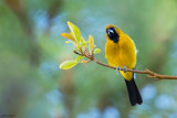 Jamaican Oriole 