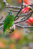 Black-billed Amazon 