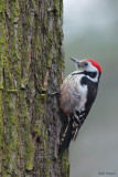 Middle Spotted Woodpecker