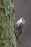Short-toed Treecreeper
