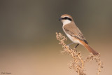 Turkestan Shrike