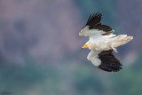 Egyptian Vulture